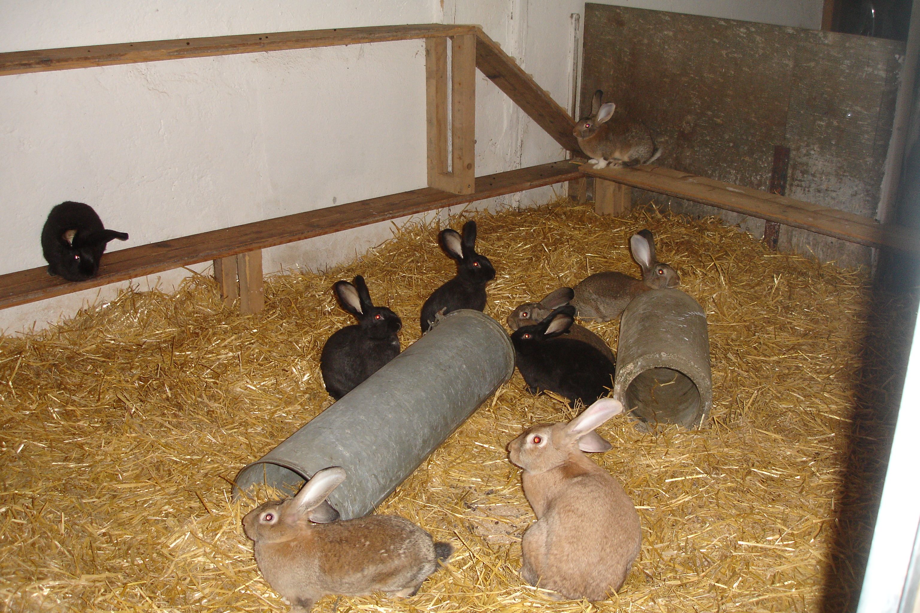 Kanninchen