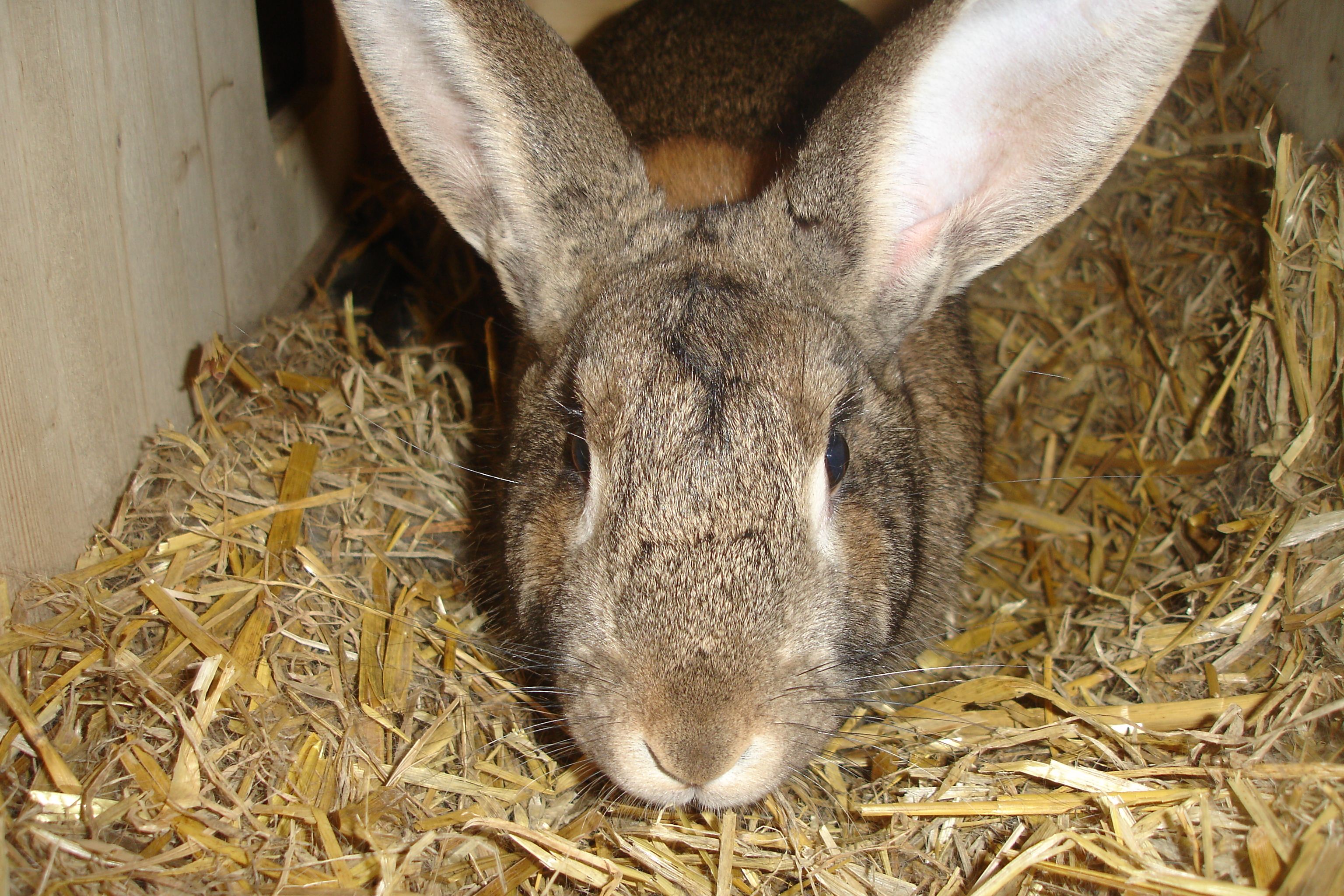 Tiere