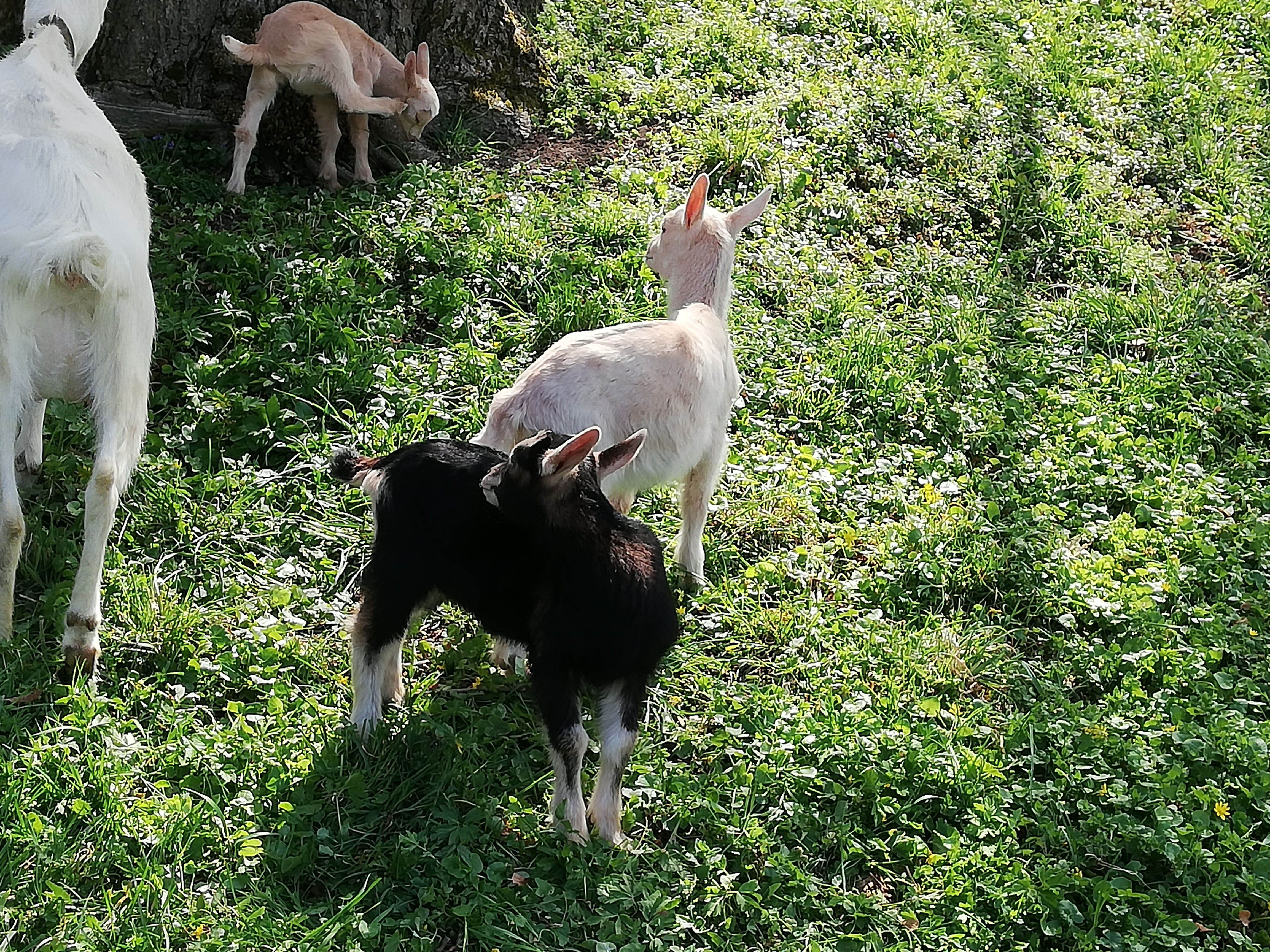 Ziegen
