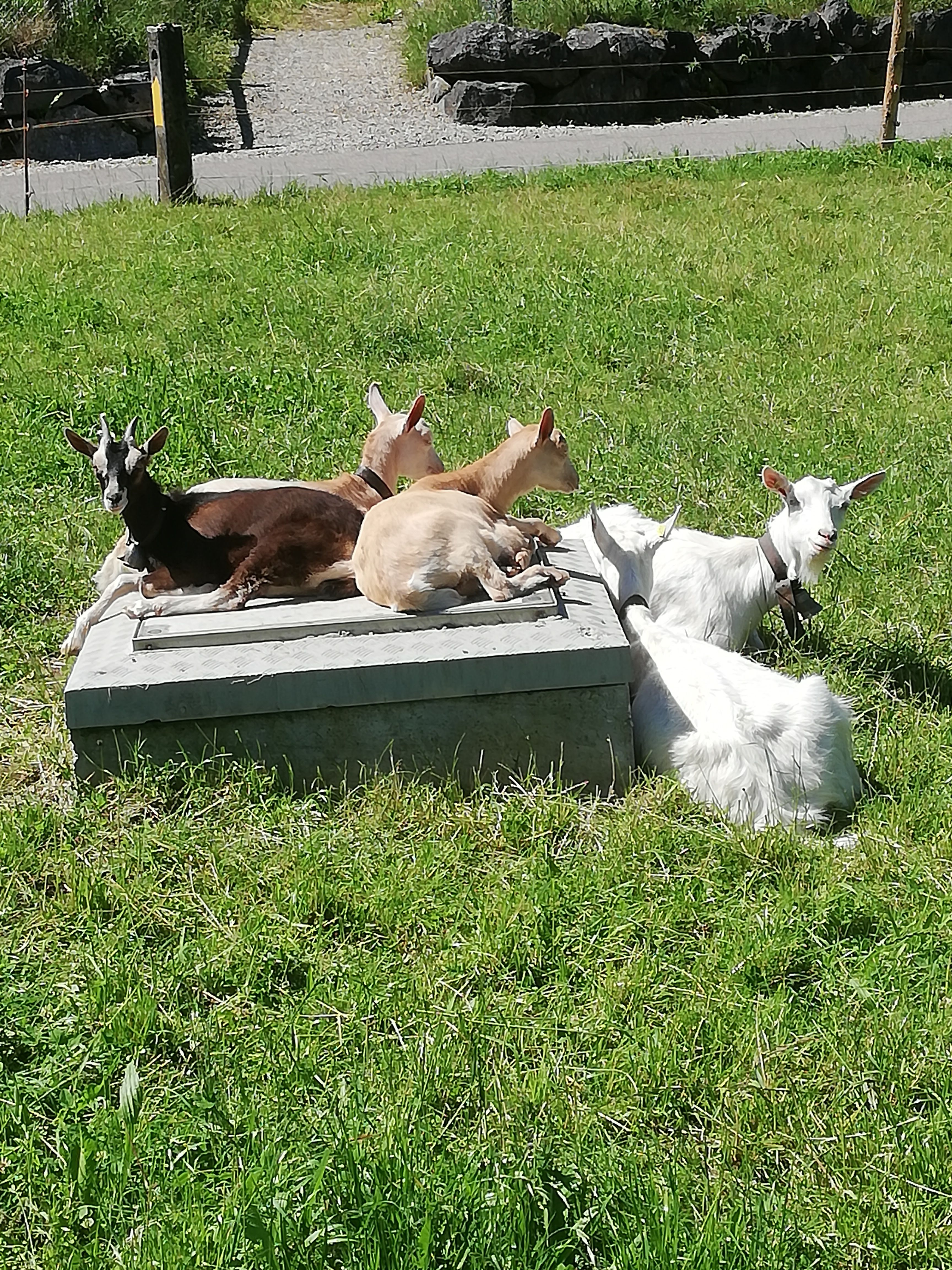 Ziegen