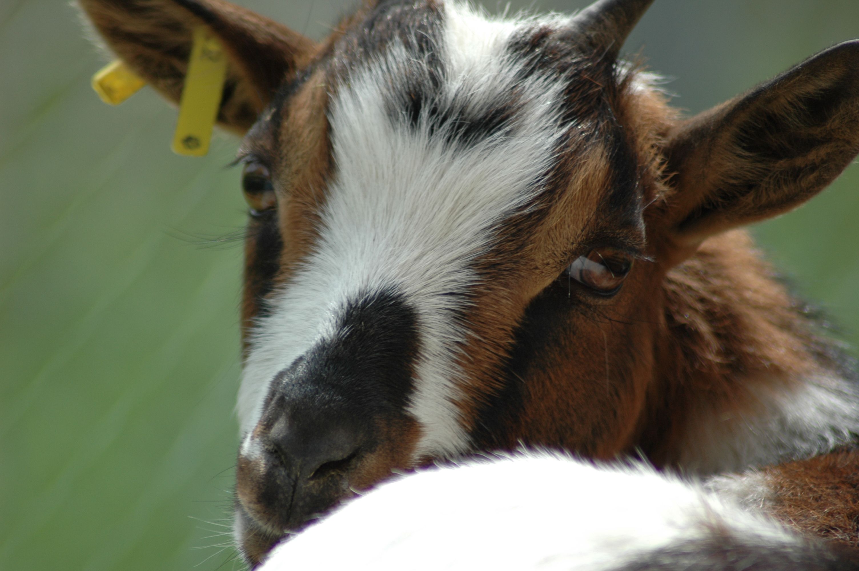 Tiere gehören zu unserer Tagesstruktur