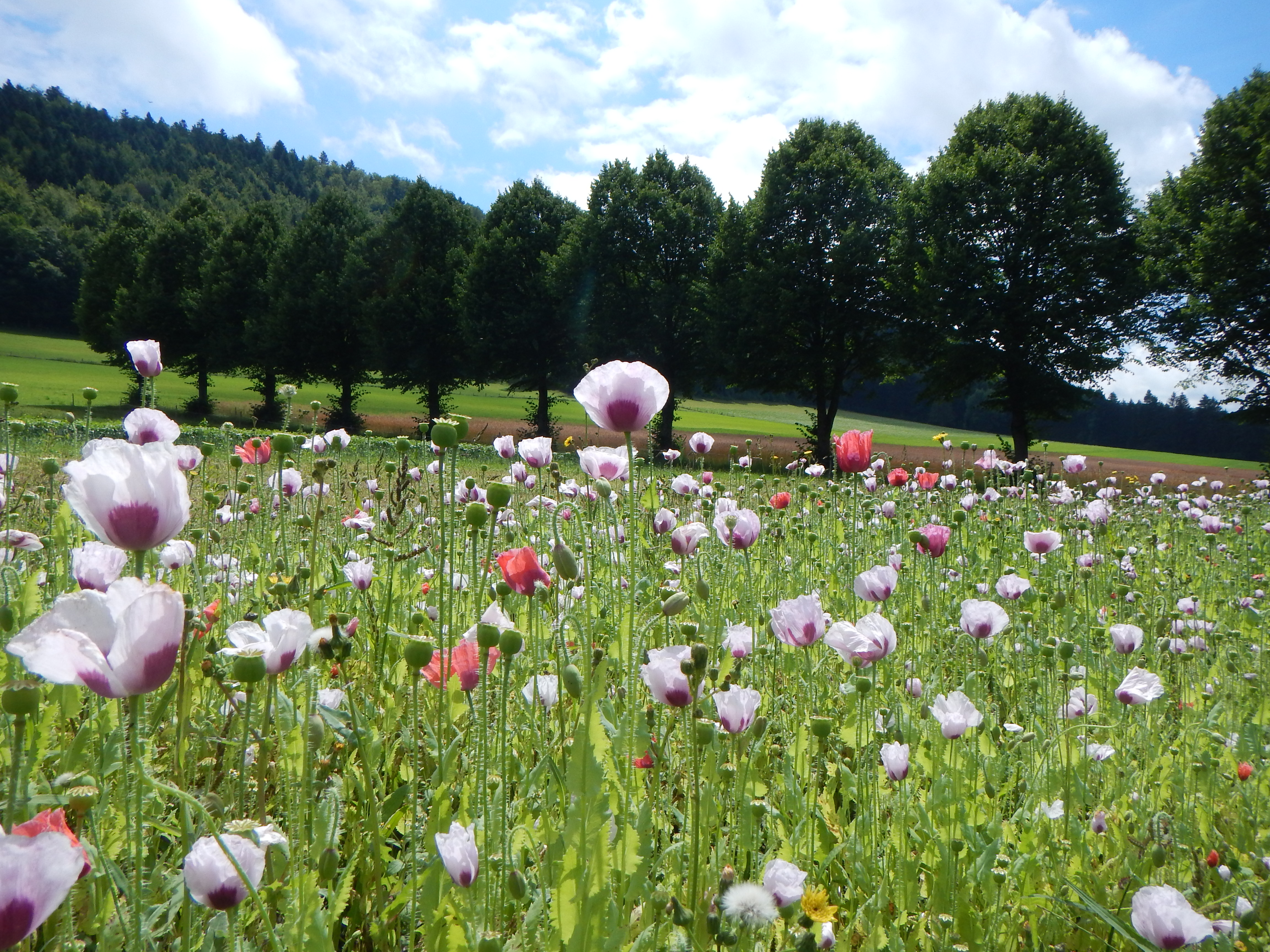 Inmitten der Natur