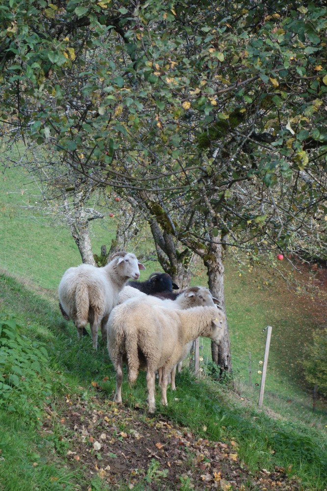 Bündner Oberläner Schafe