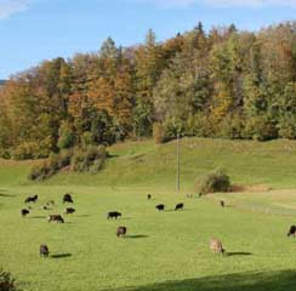 Bösch, Hünenberg