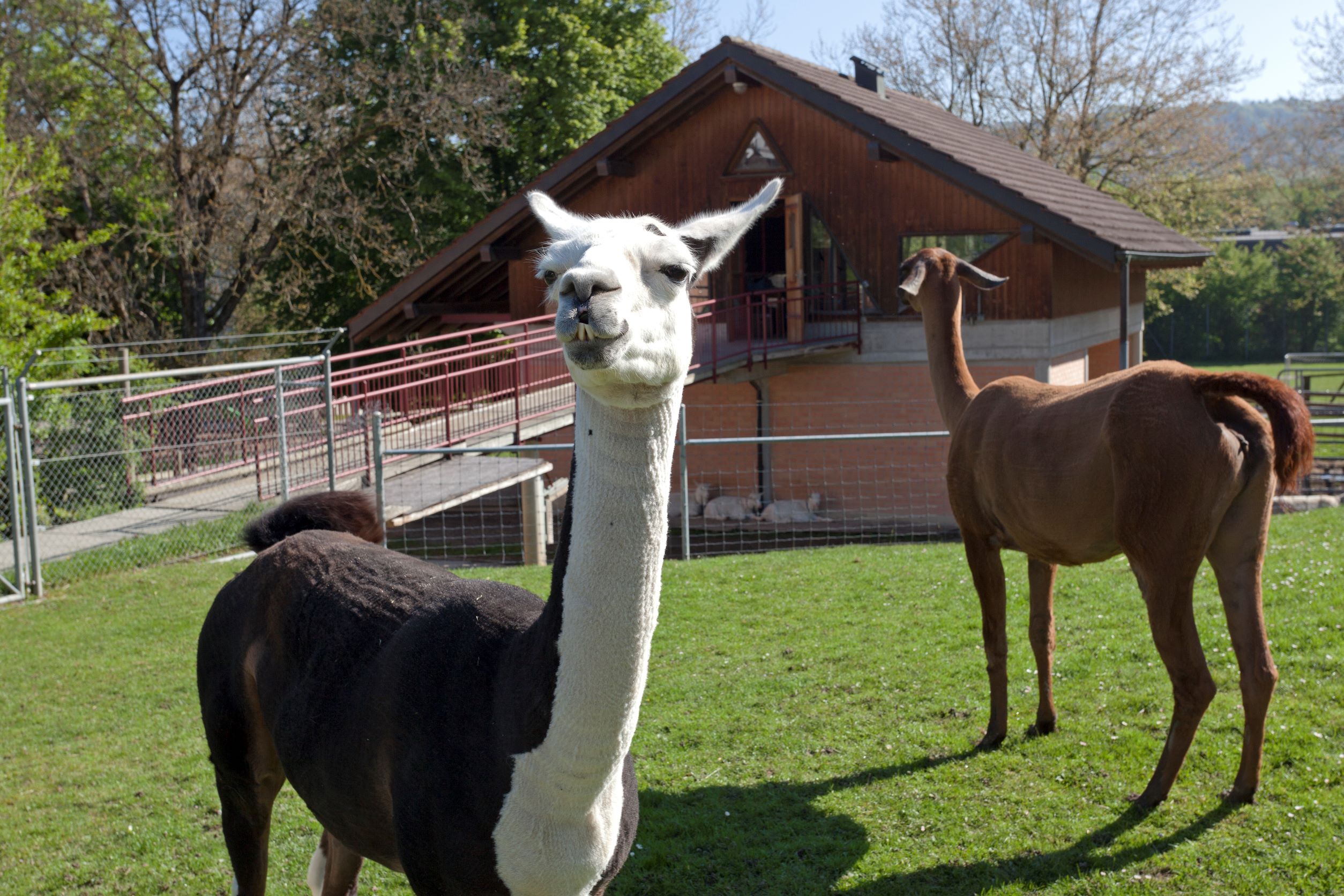 Tierpark Tipajo