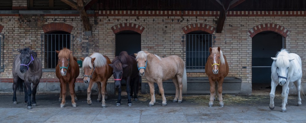 Pferdehaltung/Heilpädagogisches Reiten