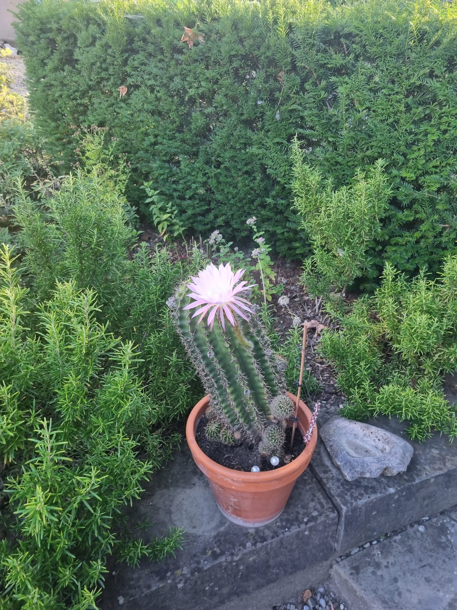 Unser Garten um das haus herum ist zwar klein, aber dafür umso grüner.