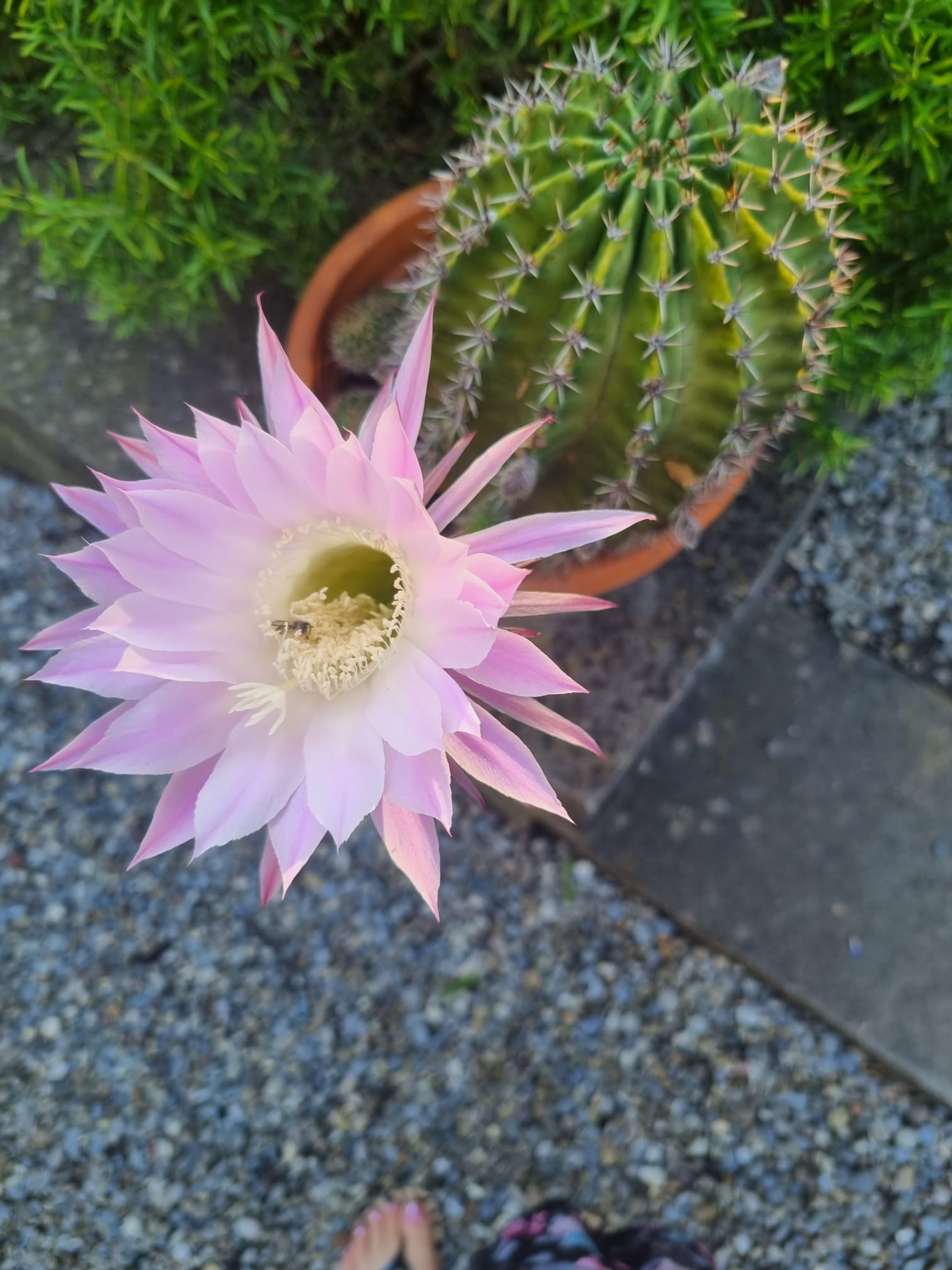 Eine unserer vielen Kakteen im Garten am am blühen