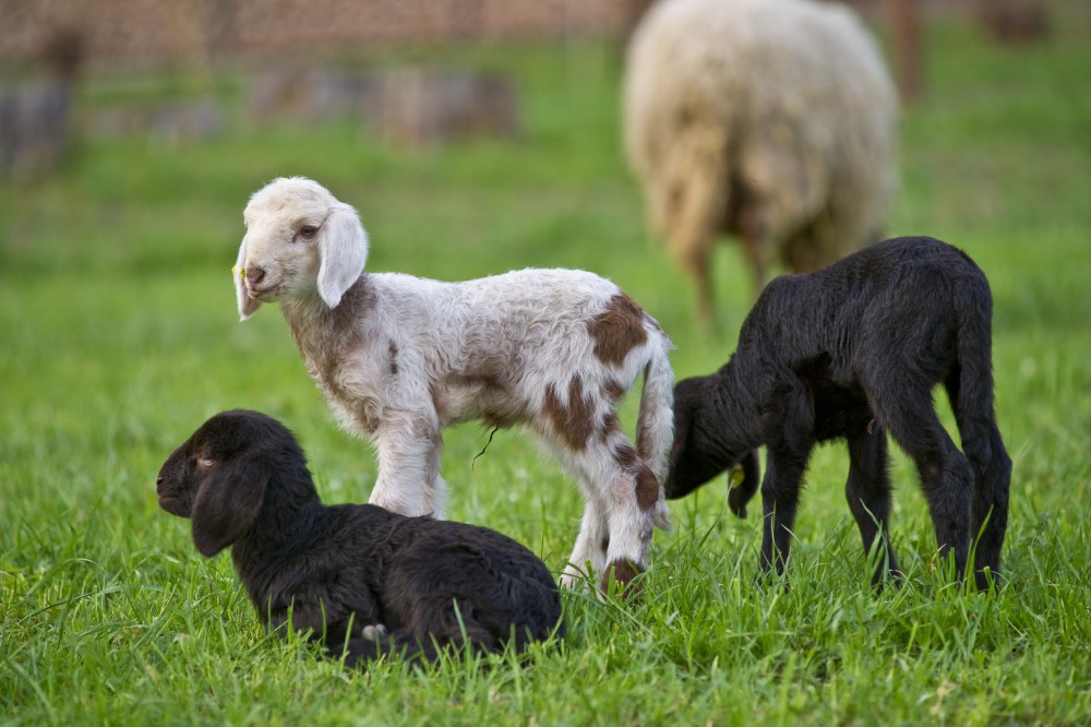Junge Schafe in der Kartause